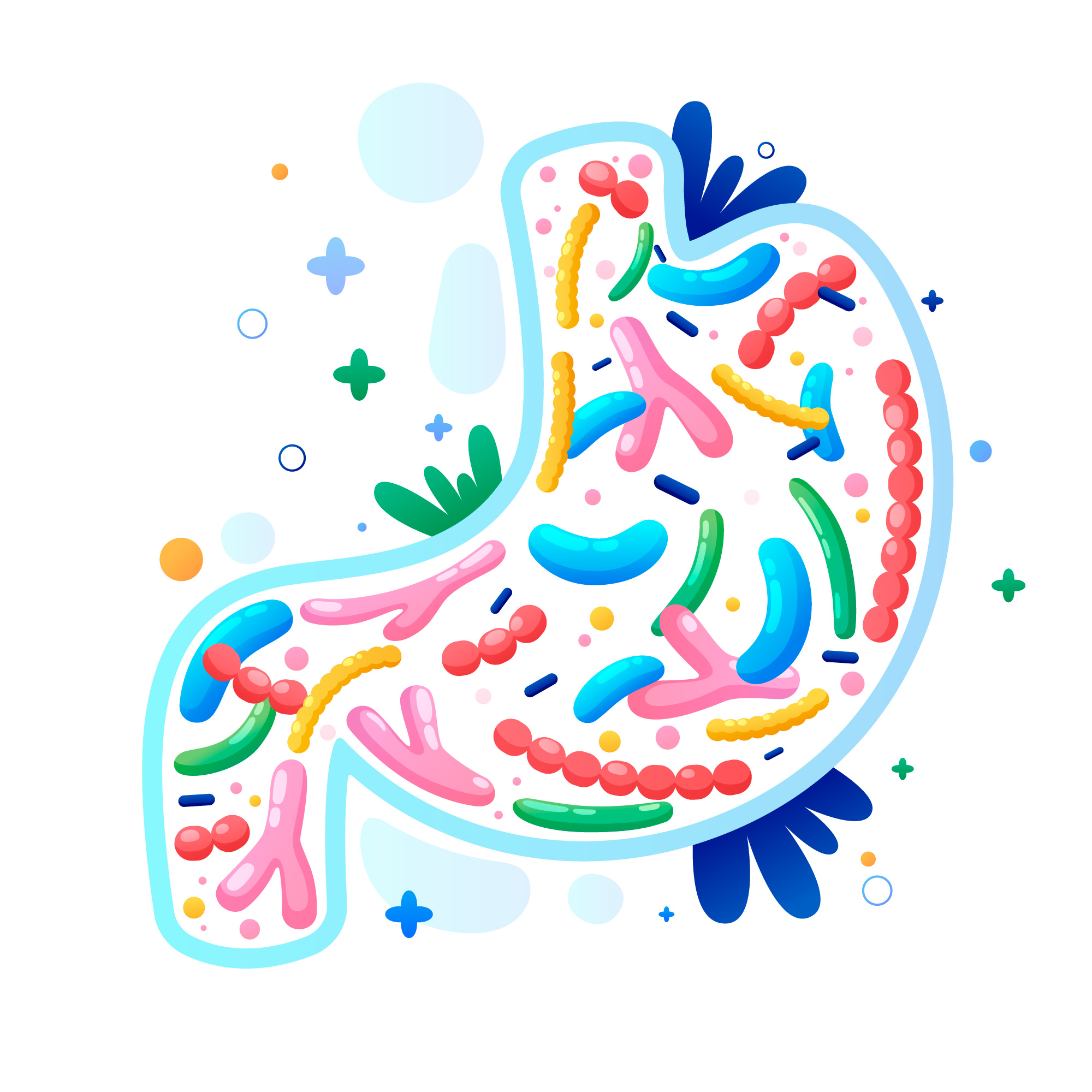 prebiotic and probiotic supplement